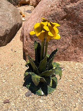 Load image into Gallery viewer, blooming agave yard art - yellow bloom