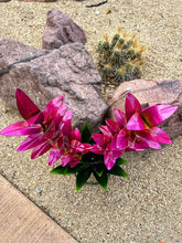 Load image into Gallery viewer, blooming agave metal yard art - 24